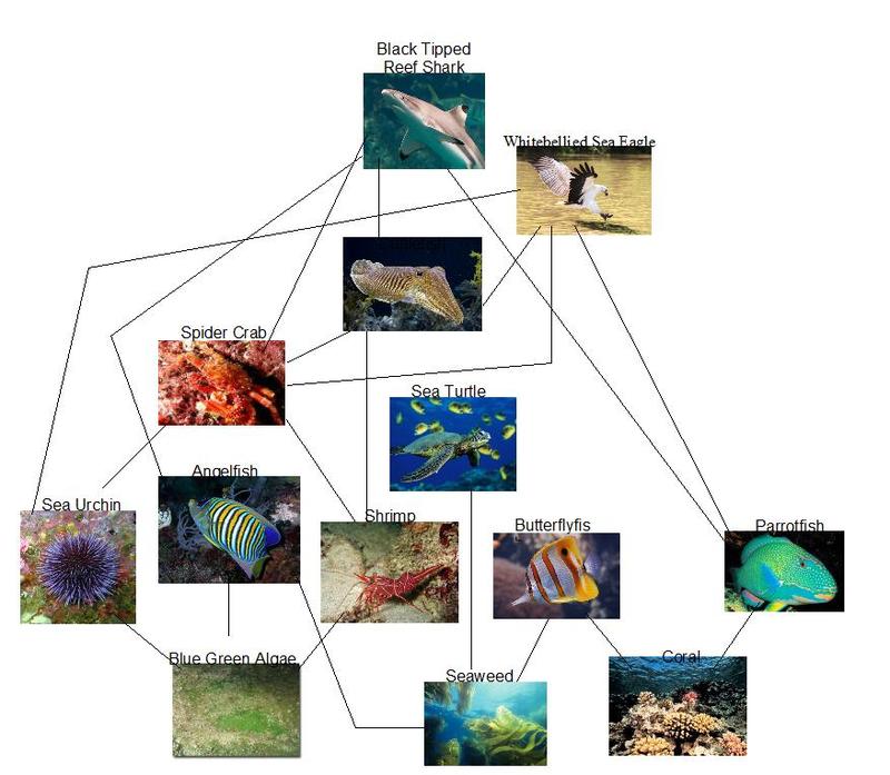 The Internet's Food Web - The Great Barrier Reef Food Web